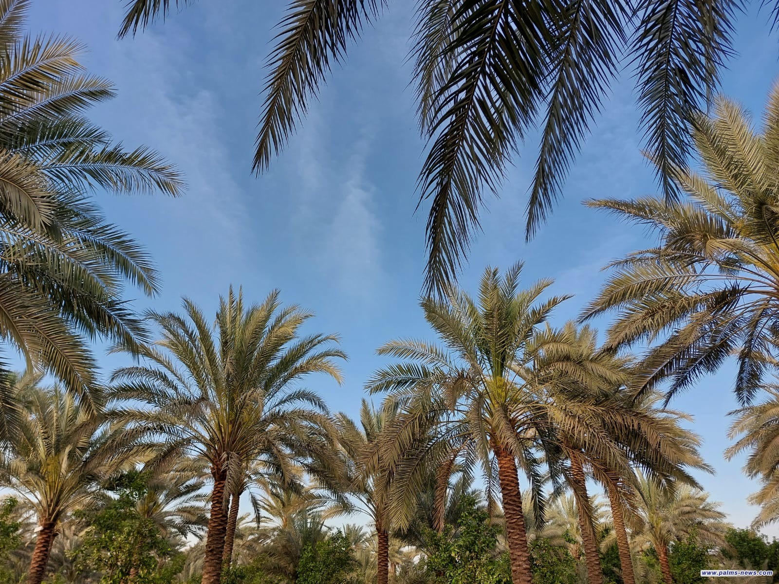 الزراعة تعلن عن خطة لتحويل الأراضي الصحراوية إلى مشاريع زراعية منتجة