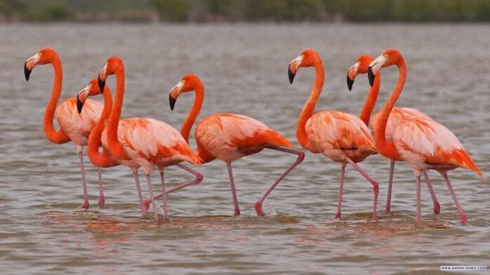 البيئة: انخفاض الصيد الجائر وحماية الطيور النادرة مستمرة