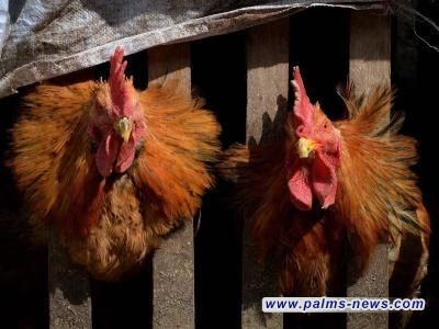 العراق يحظر استيراد منتجات الدواجن من تركيا بسبب تفشي إنفلونزا الطيور