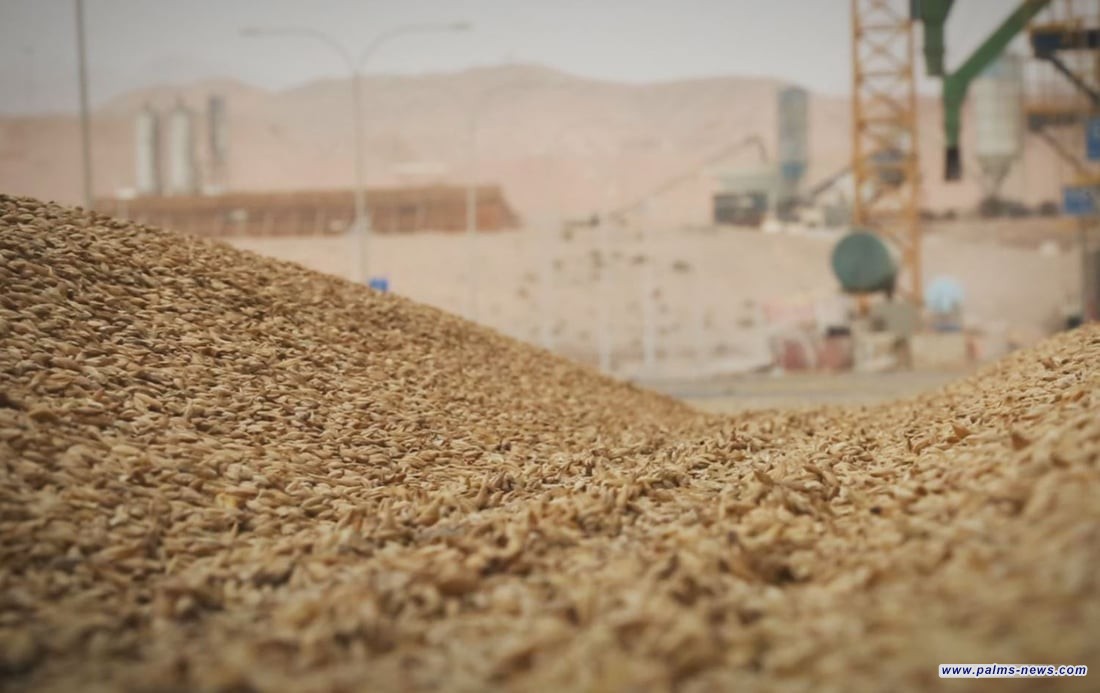 العراق يقررُ بيع 49 مليون كغم من الحنطة التالفة في مزاد علني