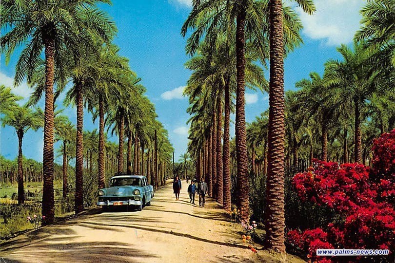 العراق يحل في المرتبة الرابعة عالمياً بإنتاج التمور