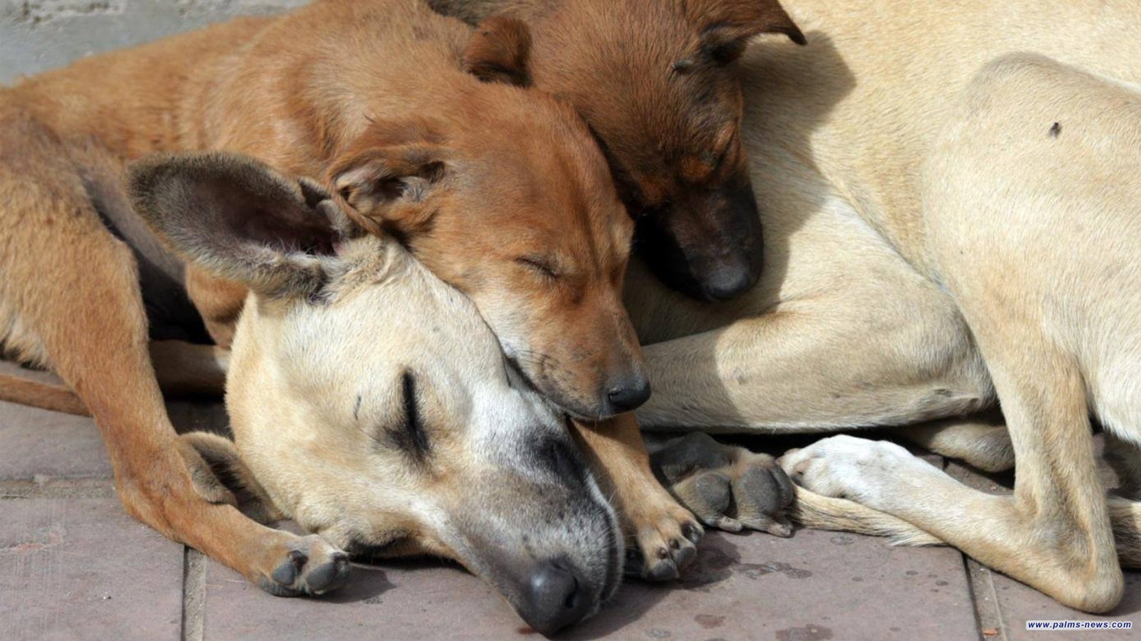 الكلاب تعض 46 ألف عراقي.. على الضحايا مراجعة الطبيب فوراً