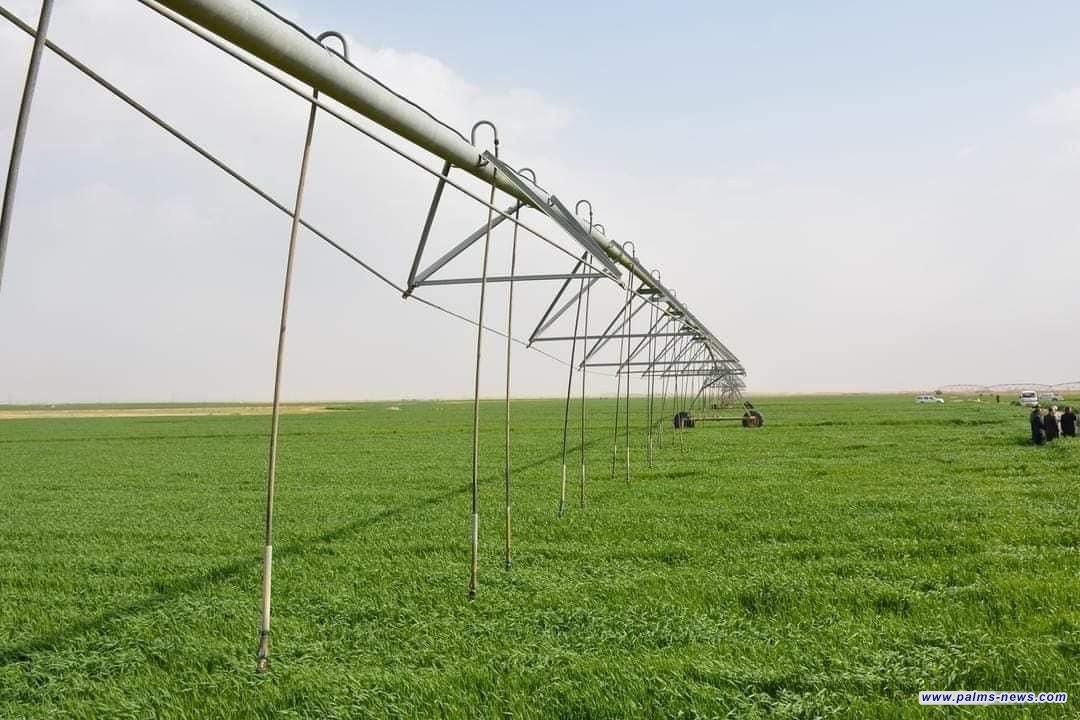 موسم زراعي واعد في كربلاء: تنفيذ خطط استراتيجية لمحاصيل الحنطة والشعير