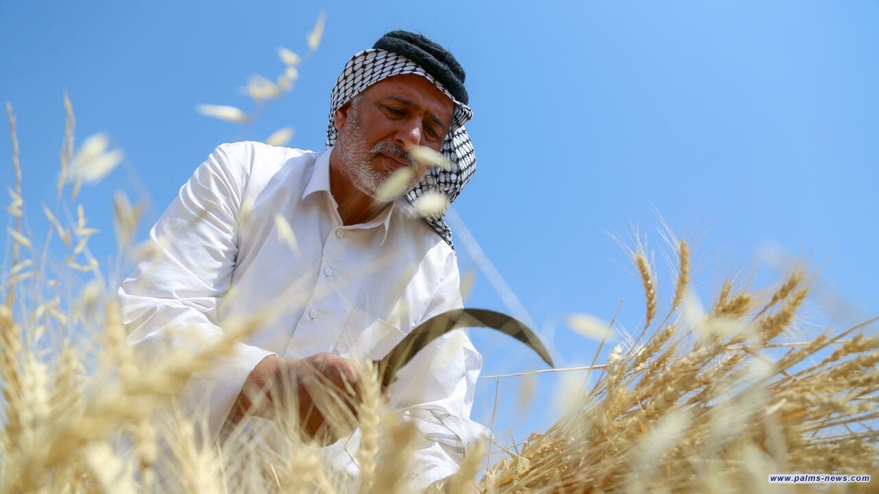 انطلاق الموسم التسويقي لمحصول الحنطة جنوب العراق