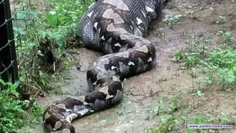 العثور على امرأة في بطن ثعبان