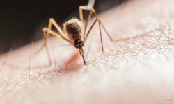 لماذا يفضل البعوض لدغ بعض الأشخاص دون غيرهم؟
