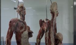 جثثٌ ألمانية تصمد 100 عام بدلاً من الهندية في جامعة واسط