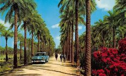 العراق يحل في المرتبة الرابعة عالمياً بإنتاج التمور