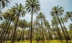 الحشد يطلق مشروع زراعة مليون نخلة نسيجية في بادية السماوة