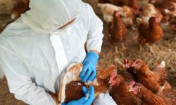 تسجيل  أول حالة وفاة بشرية بمرض أنفلونزا الطيور في الصين