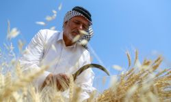 انطلاق الموسم التسويقي لمحصول الحنطة جنوب العراق