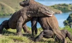 ظهور اثنين من تنين الكومودو على طريق رئيسي في مصر