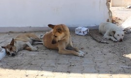 العراق يسجل 19 وفاة بـ"داء الكلب"