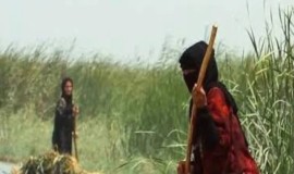 3 أفلام وثائقية عراقية عن الأهوار تشارك في سوق مهرجان تورنتو السينمائي